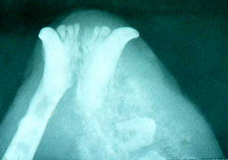 Een kaak tumor bij de kat. Aan de rechterkant zie je de tumor, vergelijk deze kant met de linkerkant. In het midden ziet u nog een kies zitten. klik op de foto: in de groen cirkel ziet u de kies.